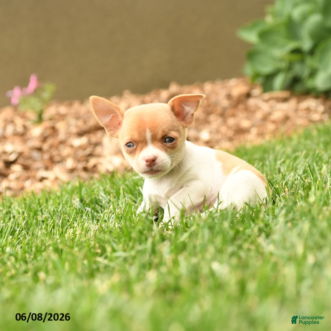 Chihuahua dogs for sale: Judy - Ad 5