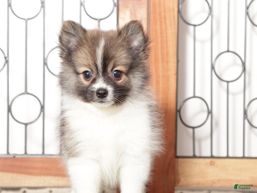 Pomeranian dogs Yuki - Ad 8