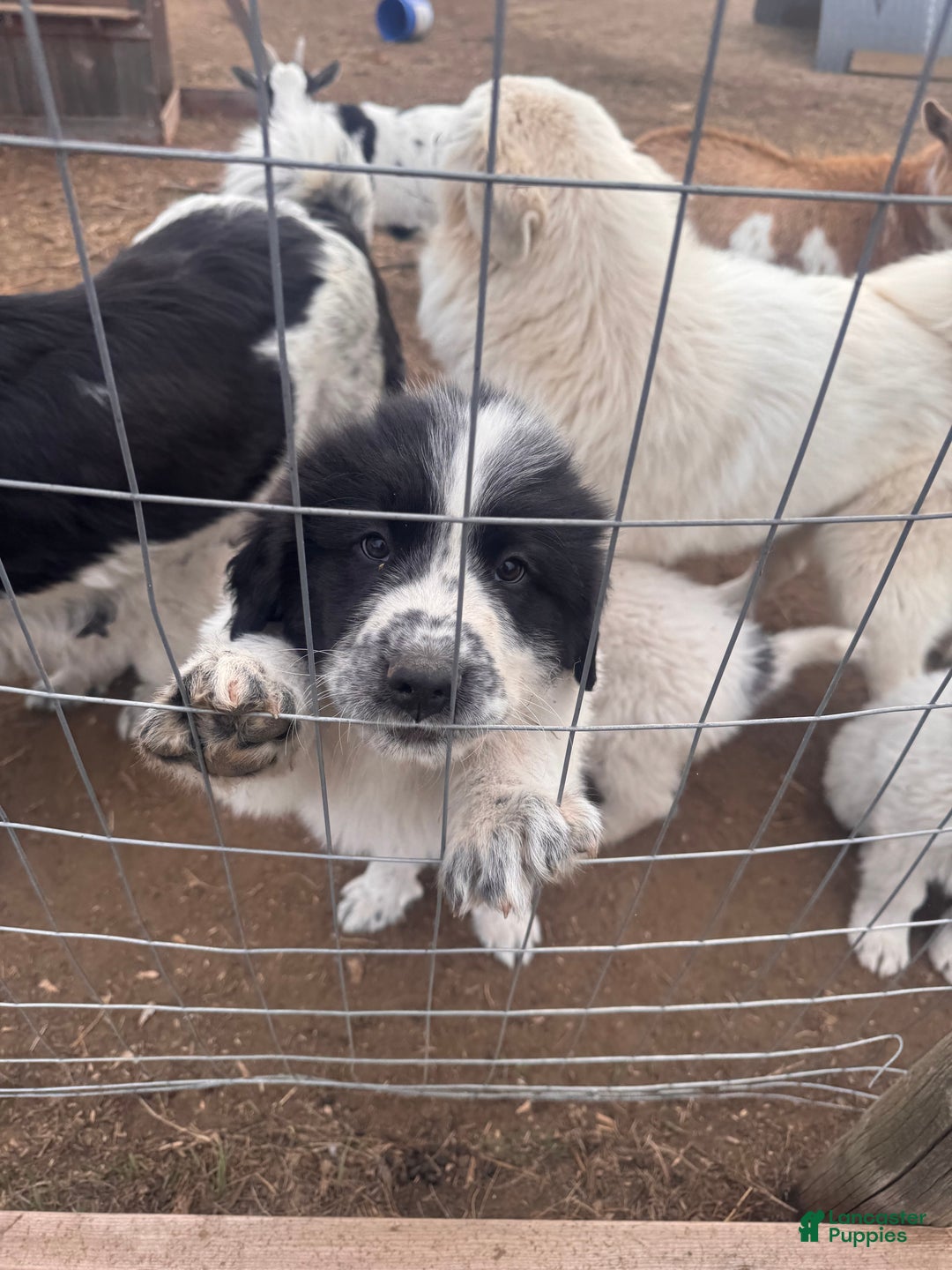 Mixed Breed dogs for sale: Mixed Breed Puppy 2 - Ad 3