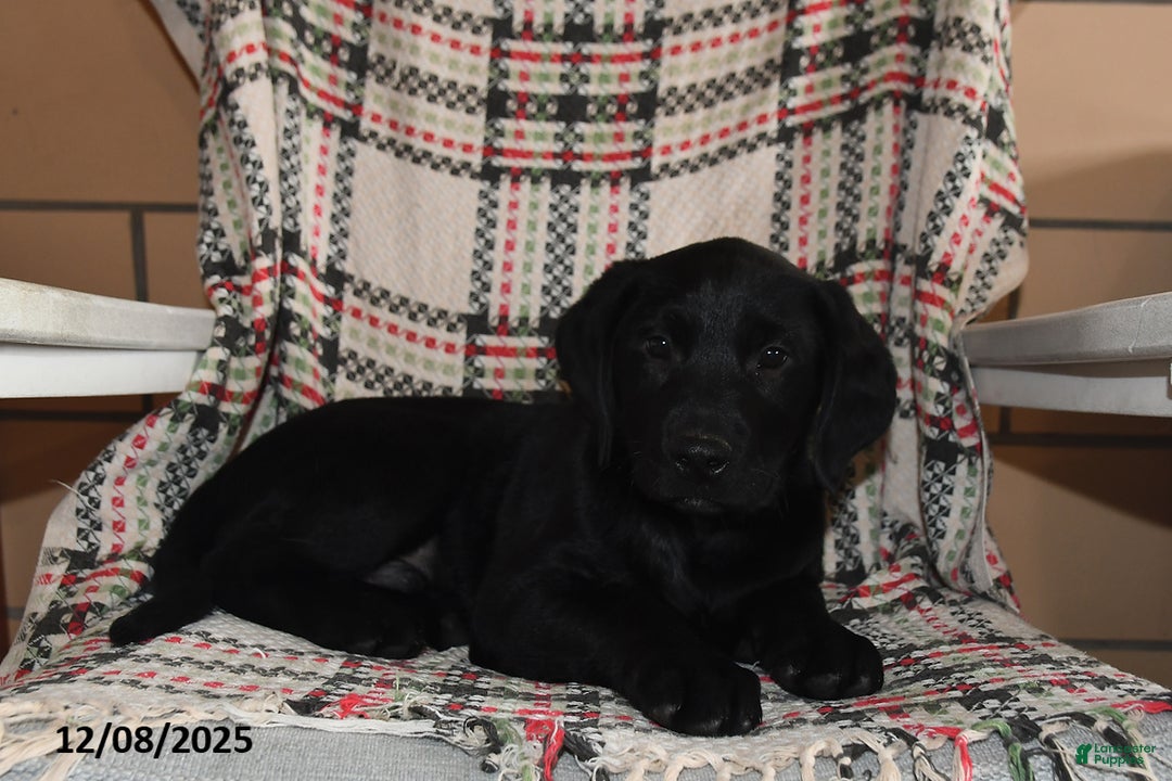 Labrador Retriever dogs for sale: Theo - Ad 1