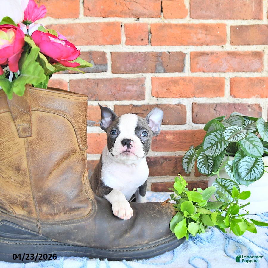 Boston Terrier dogs Petrice - Ad 1