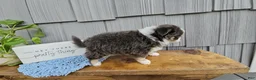 Chihuahua dogs for sale: Oliver - Ad 6