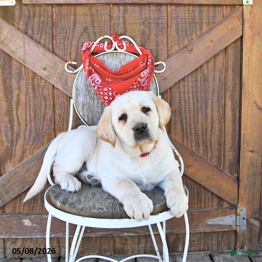 Labrador Retriever dogs Stanton - Ad 2