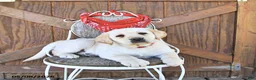 Labrador Retriever dogs for sale: Stanton - Ad 2