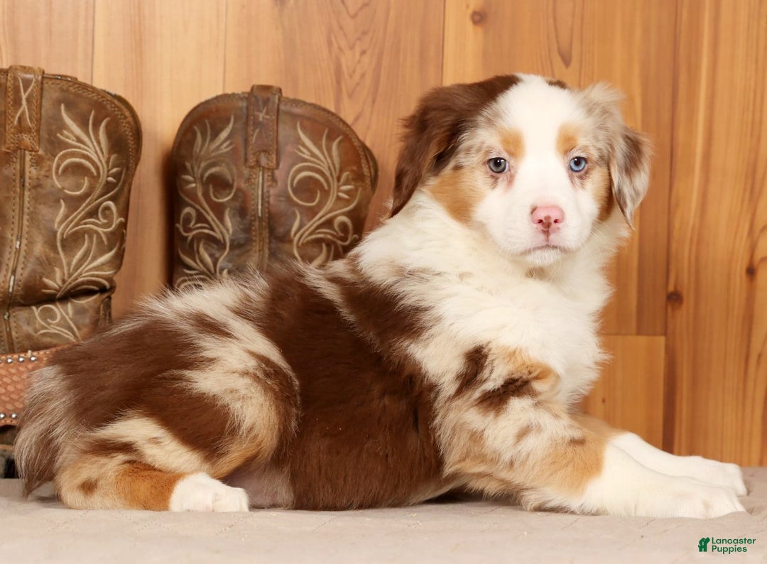 Australian Shepherd dogs for sale: Goldie - Ad 3