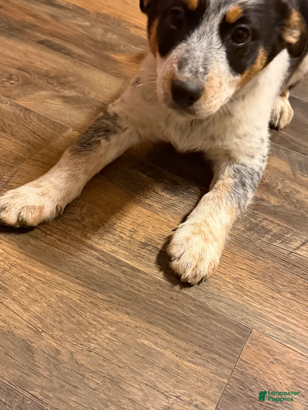 Australian Cattle Dog dogs for sale: Tommy - Ad 10