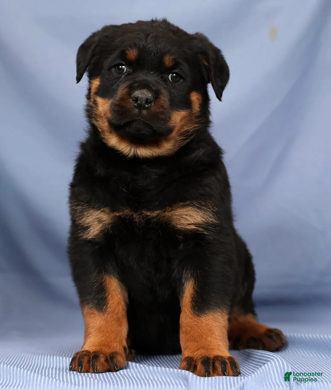 Rottweiler dogs for sale: Laura - Ad 2