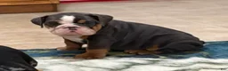 English Bulldog dogs for sale: Duke - Ad 4