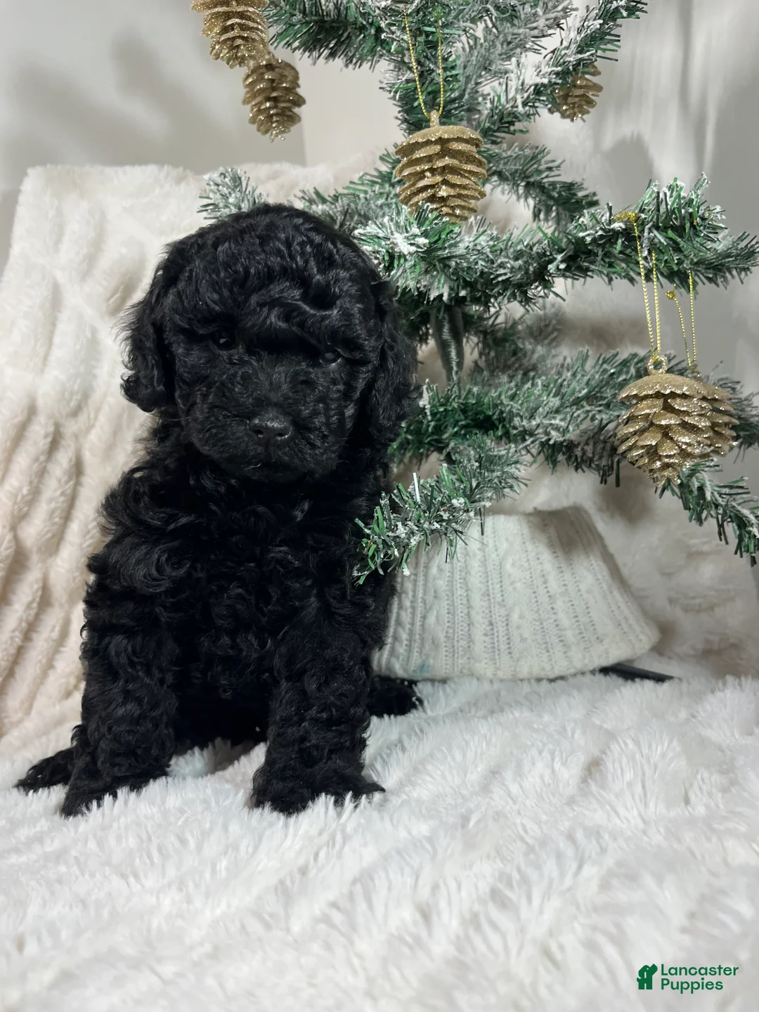 Yorkiepoo dogs for sale: Coco - Ad 2