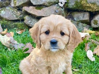 Miniature Golden Retriever dogs - Ad 2