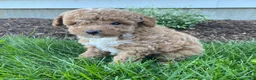 Toy Poodle dogs for sale: Forest - Ad 4
