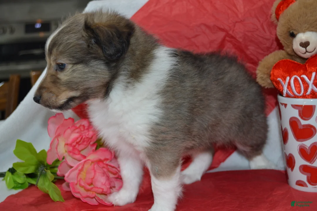Shetland Sheepdog dogs for sale: Valentina - Ad 6
