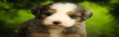 Huck F1 Mini Bernedoodle 