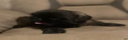 Shih Tzu dogs for sale: Scooter - Ad 4