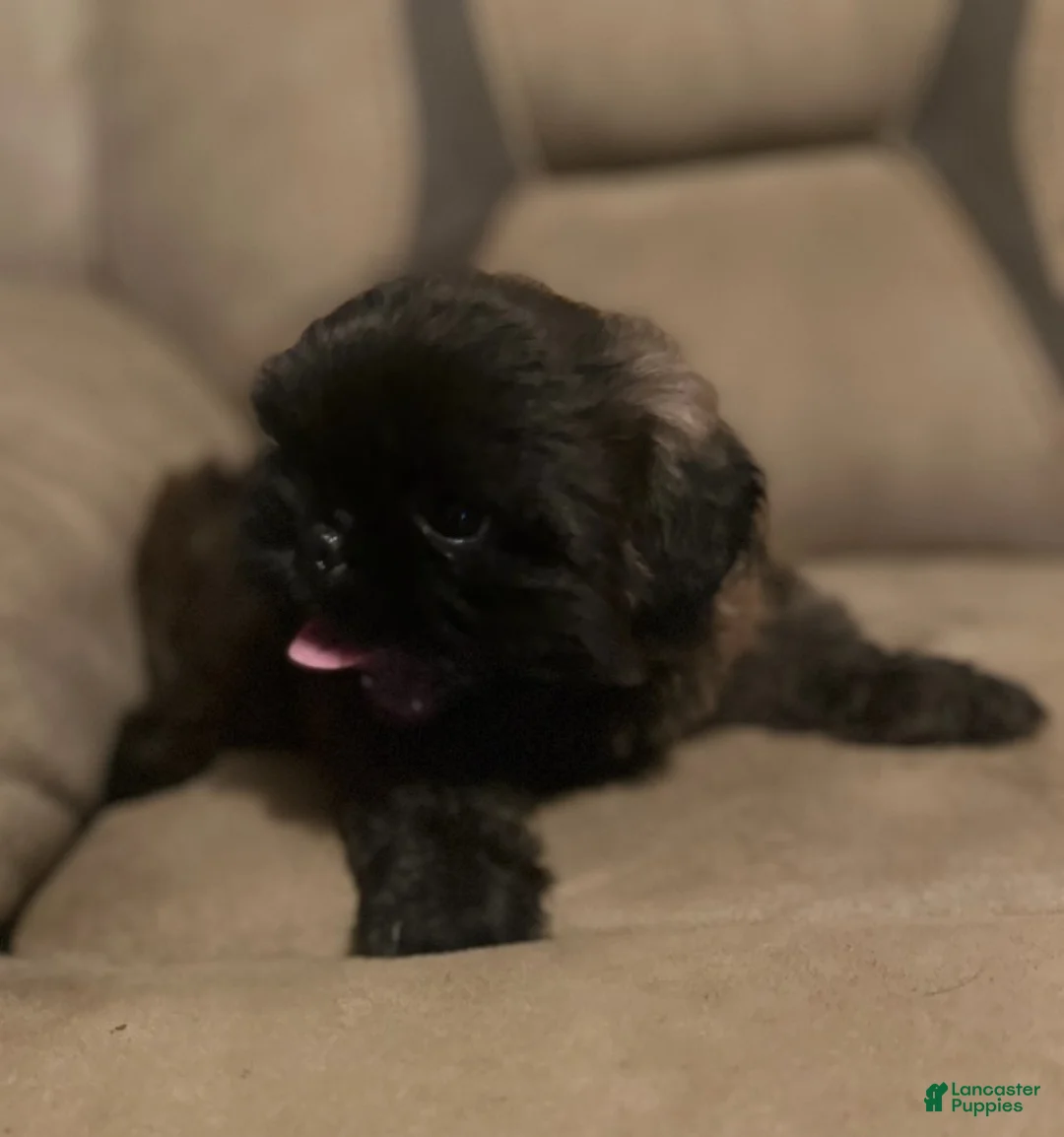 Shih Tzu dogs for sale: Scooter - Ad 4