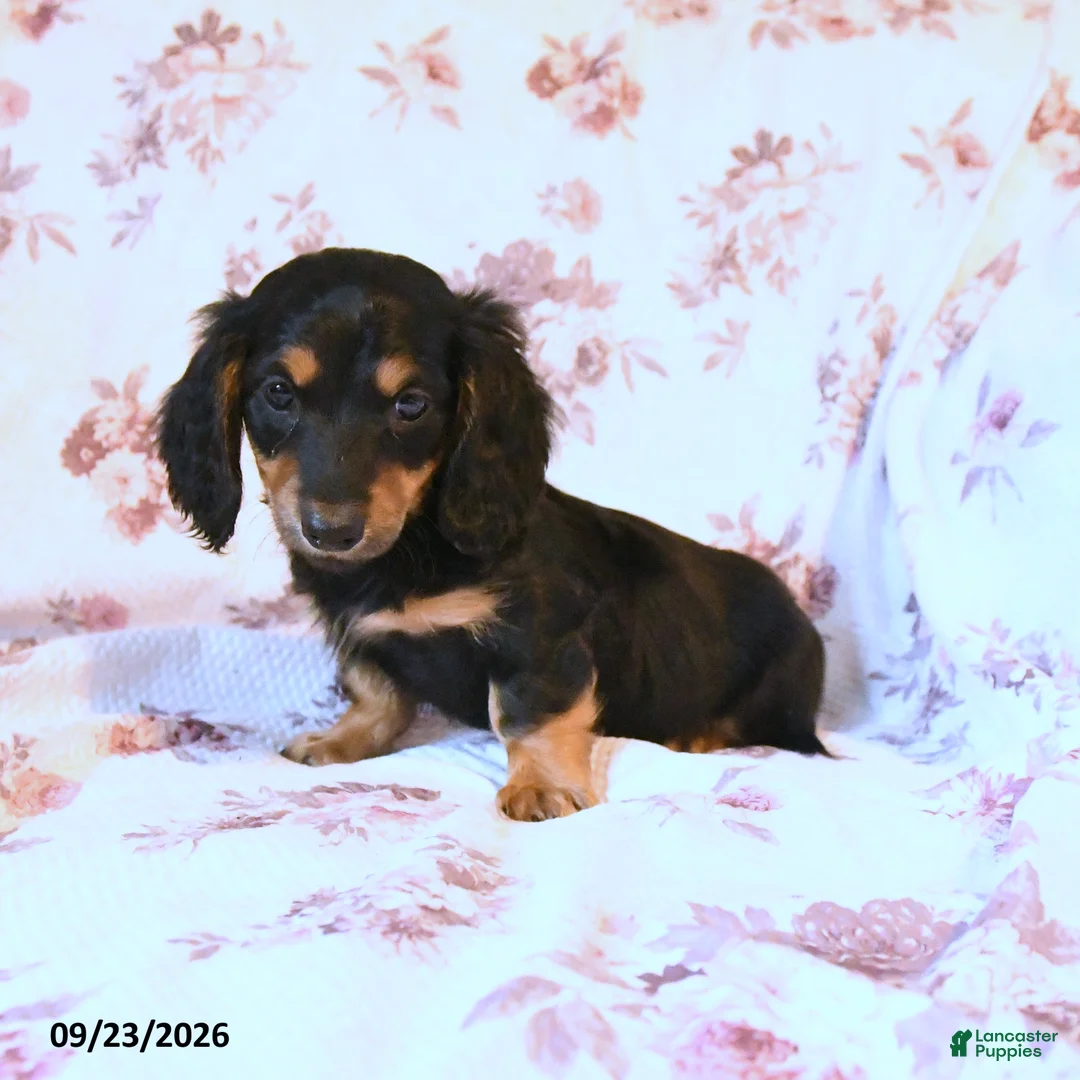 Miniature Dachshund dogs for sale: Sean - Ad 2