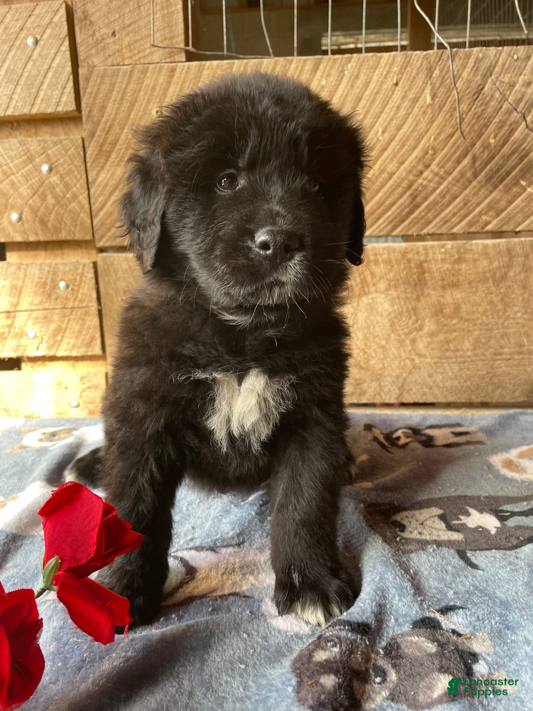Mixed Breed dogs for sale: Bear - Ad 3
