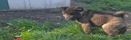Akita dogs for sale: Akita Puppy 2 - Ad 2