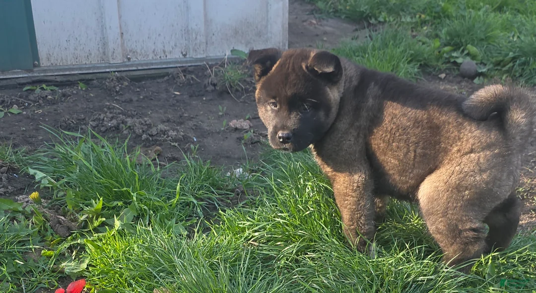 Akita dogs for sale: Akita Puppy 2 - Ad 2