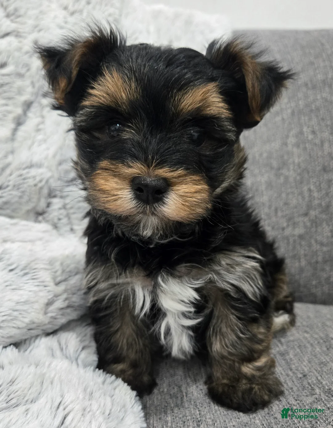 Yorkshire Terrier dogs for sale: Yorkshire Terrier Puppy 1 - Ad 1