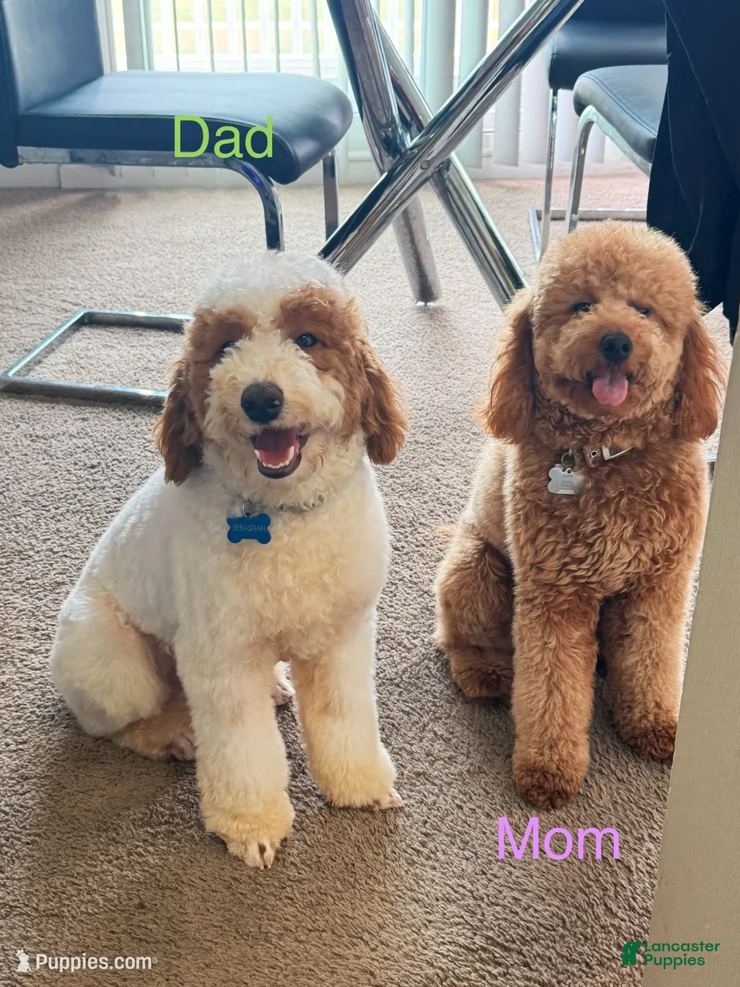 Mini Goldendoodle dogs for sale: Storm - Ad 6