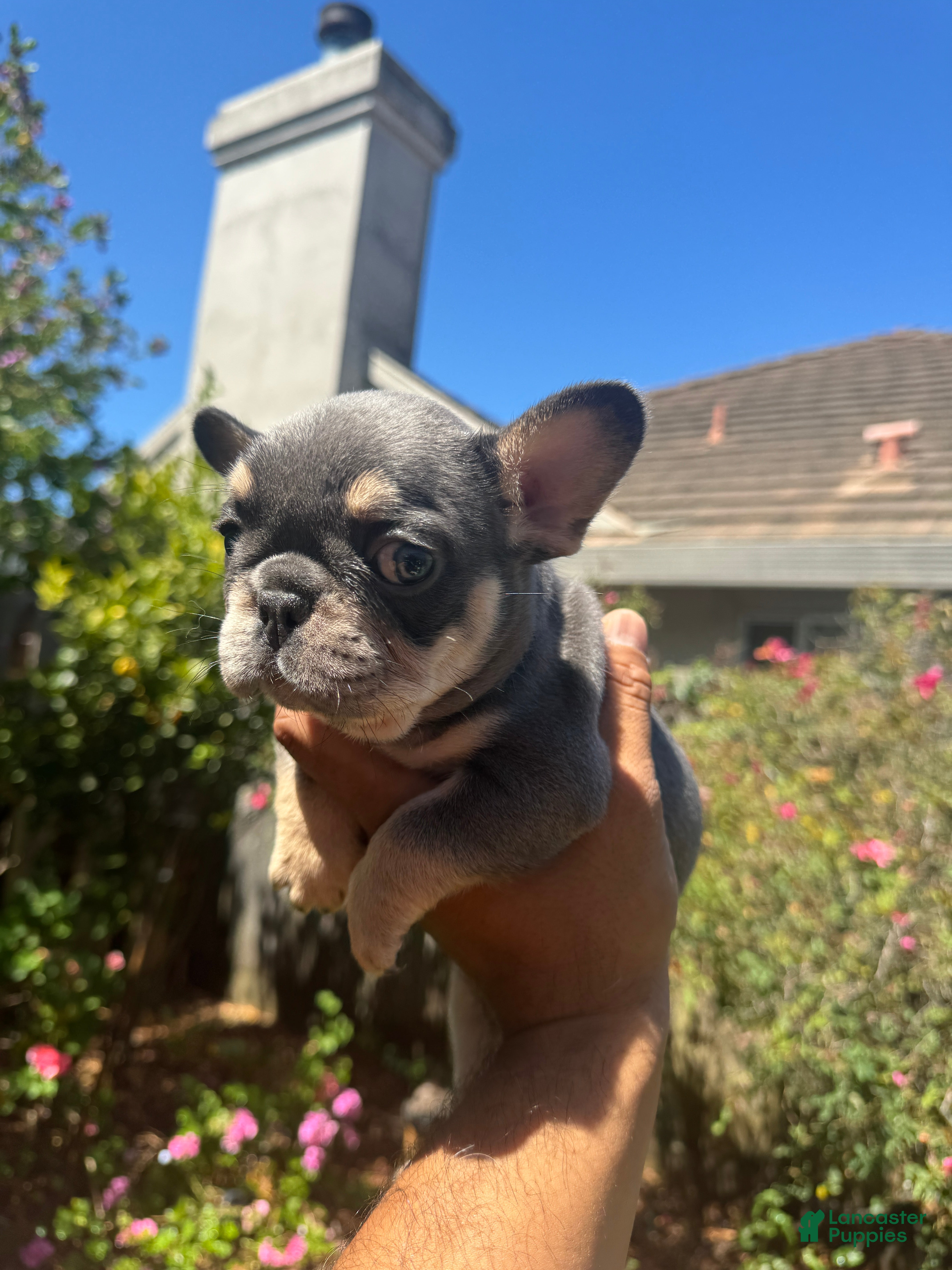 French Bulldog dogs French Bulldog (Female 1) - Ad 18
