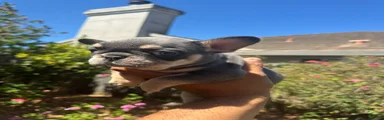 French Bulldog (Female 1)