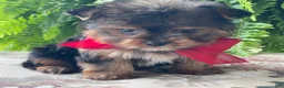 Yorkshire Terrier dogs for sale: Fido - Ad 10