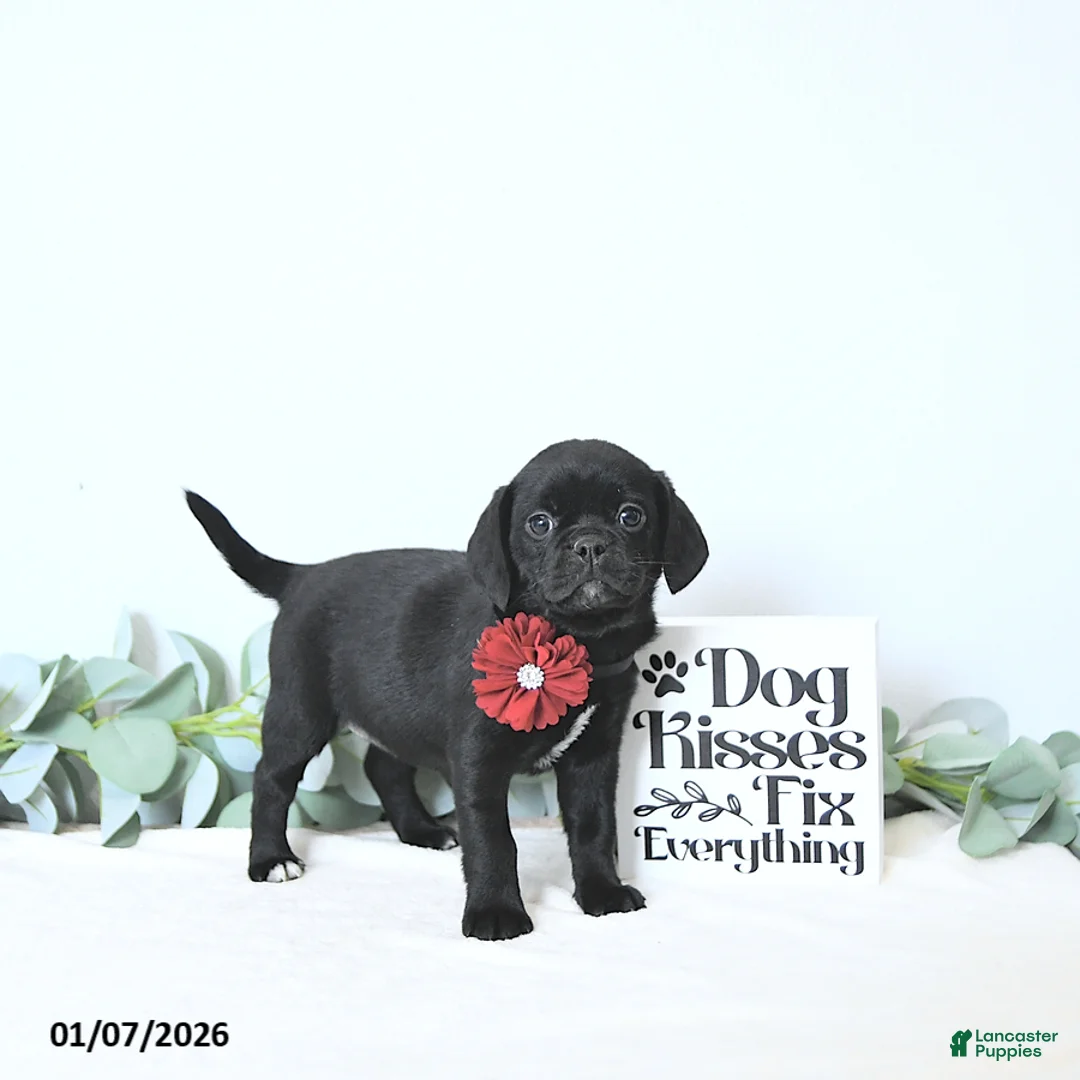 Puggle dogs for sale: Gracie - Ad 3