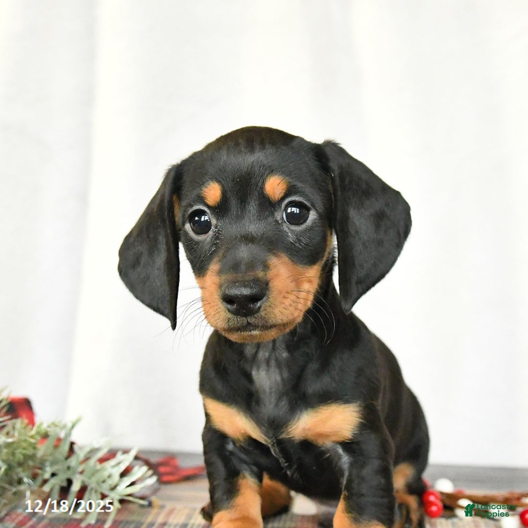 Miniature Dachshund dogs for sale: Scooter - Ad 4