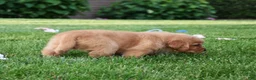 Golden Retriever dogs for sale: Aza - Ad 3