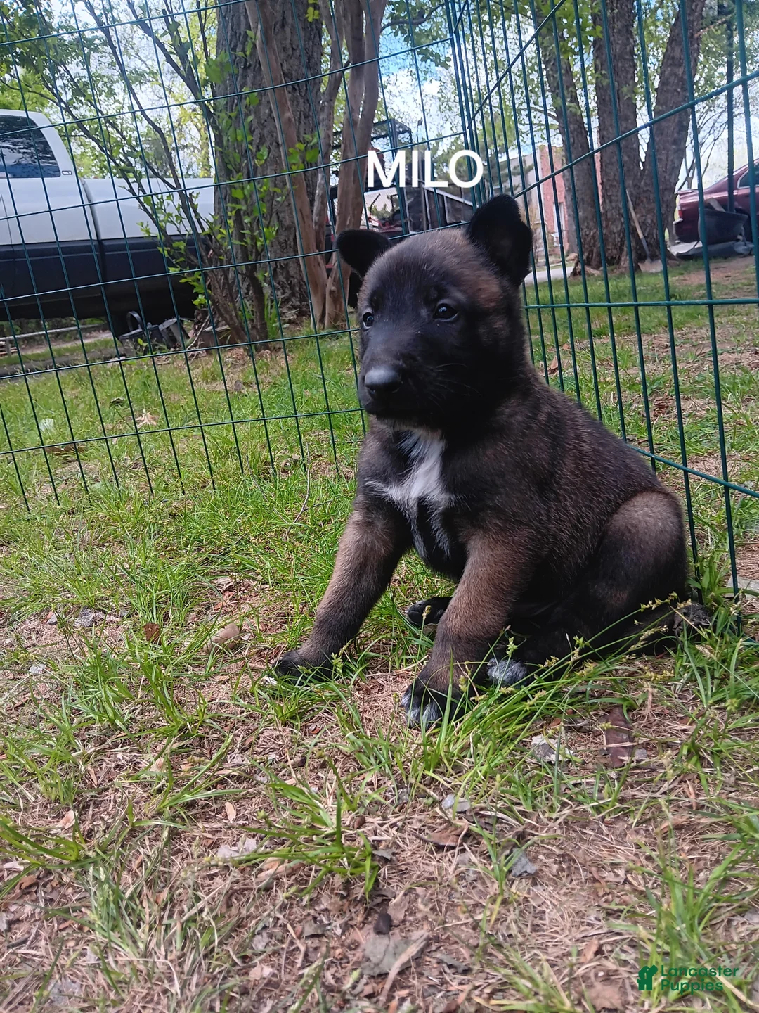 Belgian Malinois dogs for sale: Belgian Malinois Puppy 1 - Ad 1