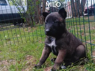 Belgian Malinois dogs Belgian Malinois Puppy 1 - Ad 4