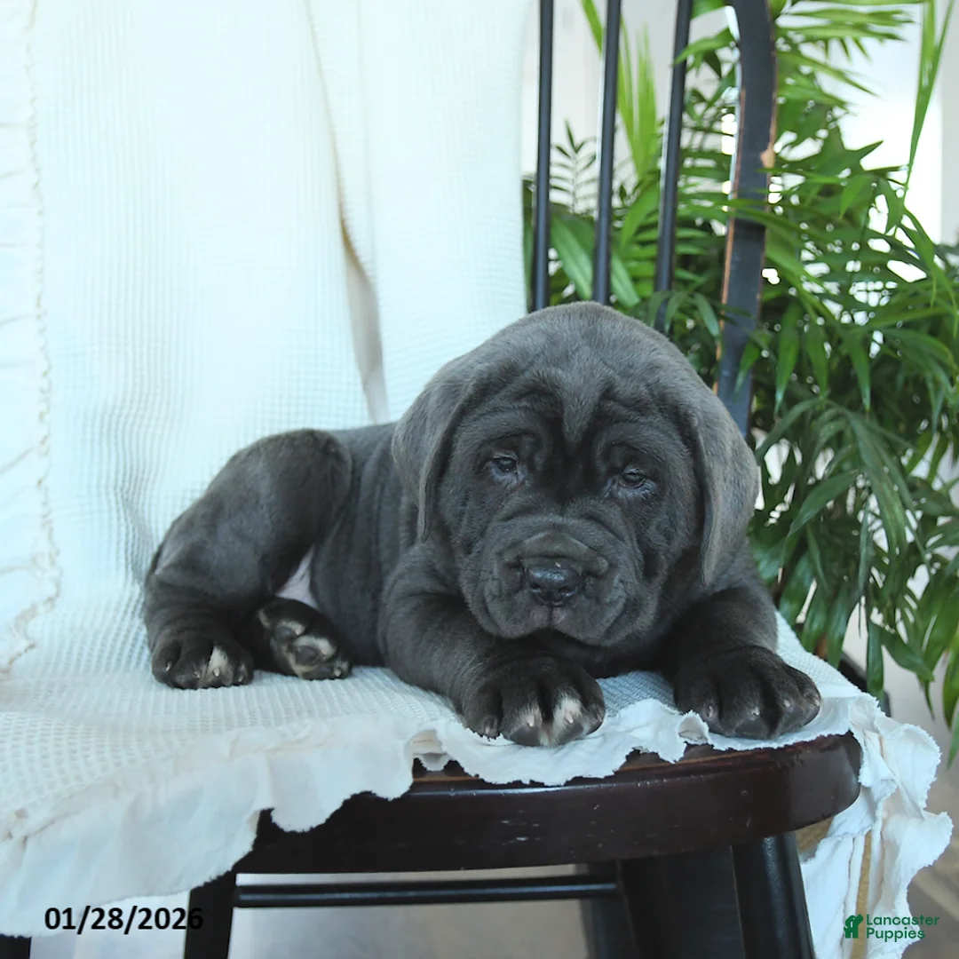 Cane Corso dogs for sale: Atlas - Ad 5