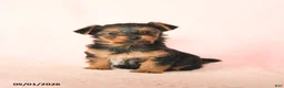 Yorkshire Terrier dogs for sale: Blake - Ad 2