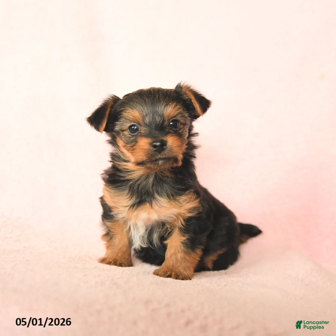 Yorkshire Terrier dogs for sale: Blake - Ad 2