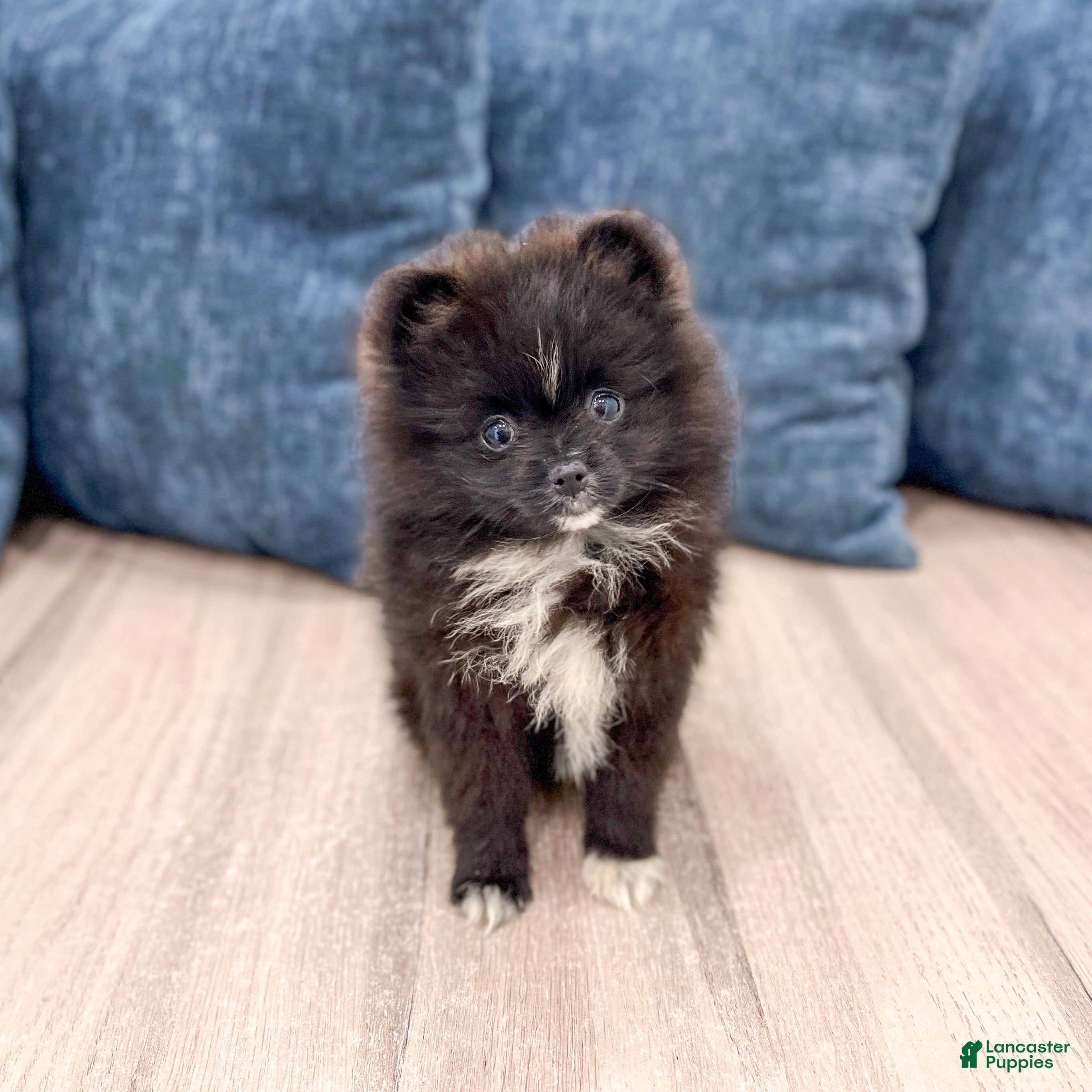 Pomeranian dogs Oreo - Ad 2