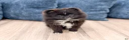 Pomeranian dogs for sale: Oreo - Ad 1