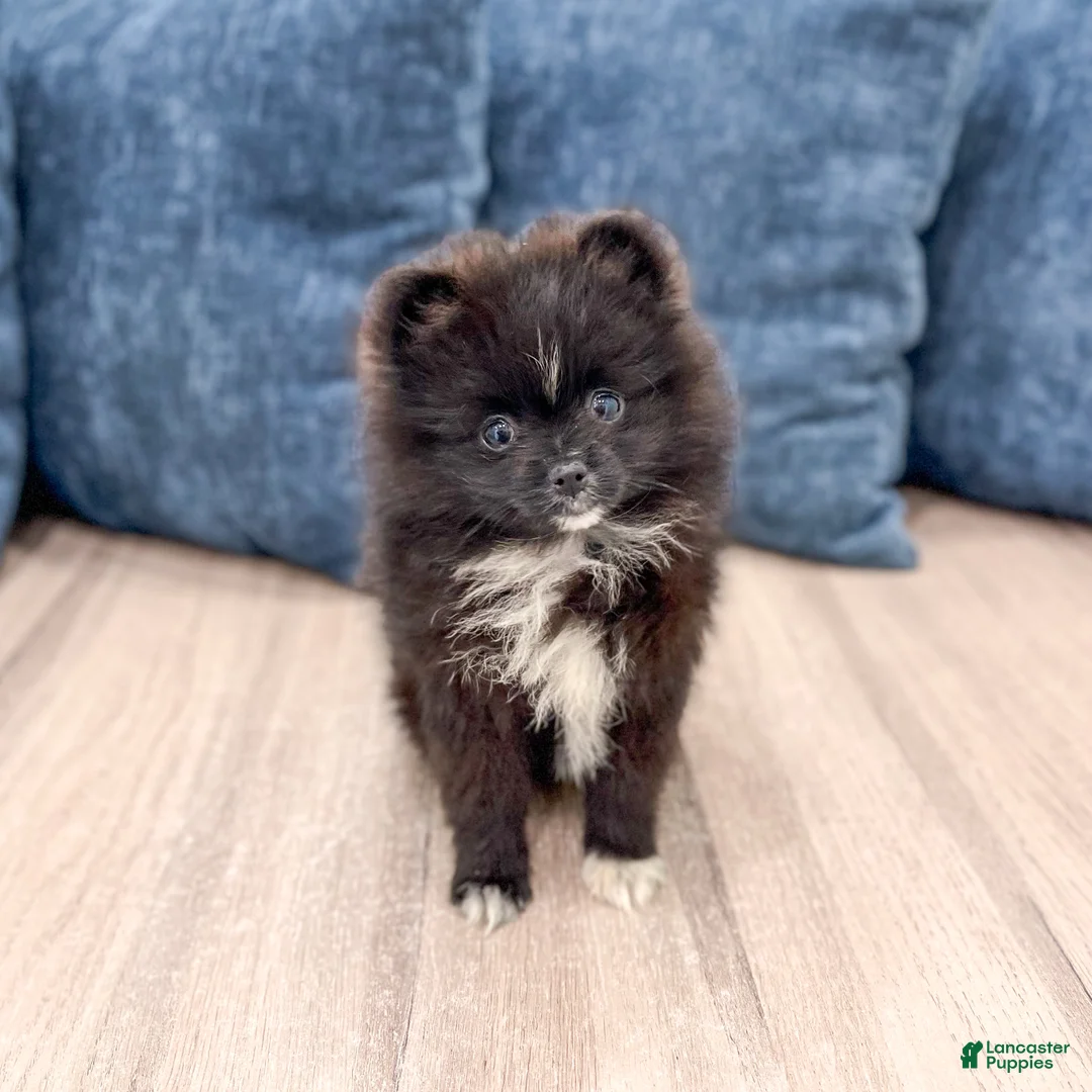 Pomeranian dogs for sale: Oreo - Ad 1