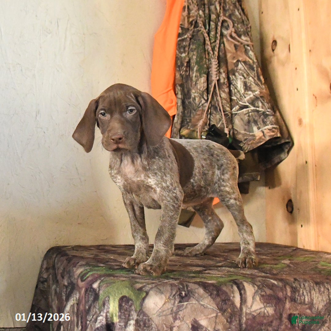 German Shorthaired Pointer dogs for sale: Harmony - Ad 4