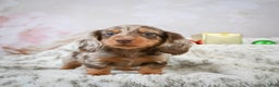 Miniature Dachshund dogs for sale: Frosty - Ad 3