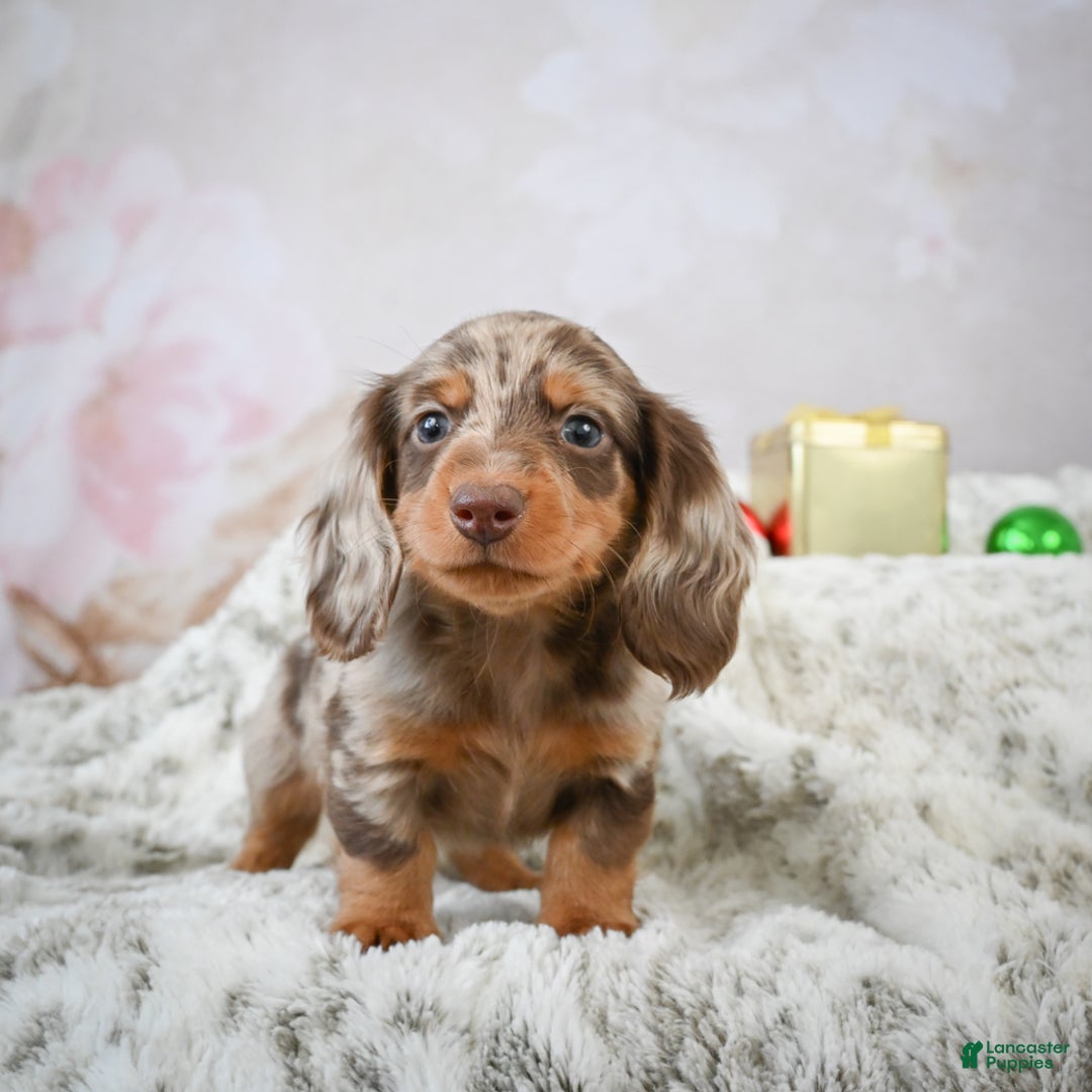 Miniature Dachshund dogs for sale: Frosty - Ad 3