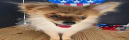 Pomeranian dogs for sale: Pepper's Long Shot - "Archer" - Ad 16
