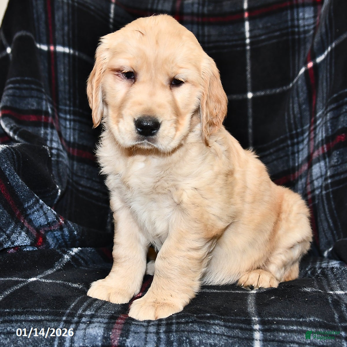 Golden Retriever dogs Teresa - Ad 14