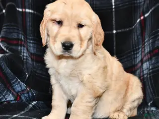 Golden Retriever dogs Teresa - Ad 41