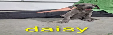 Daisy