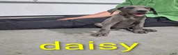 Great Dane dogs for sale: Daisy - Ad 1