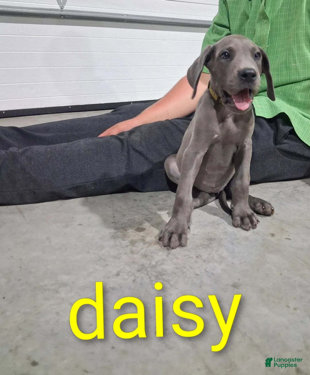 Great Dane dogs for sale: Daisy - Ad 1