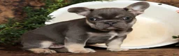 French Bulldog dogs for sale: Kayla - Ad 5