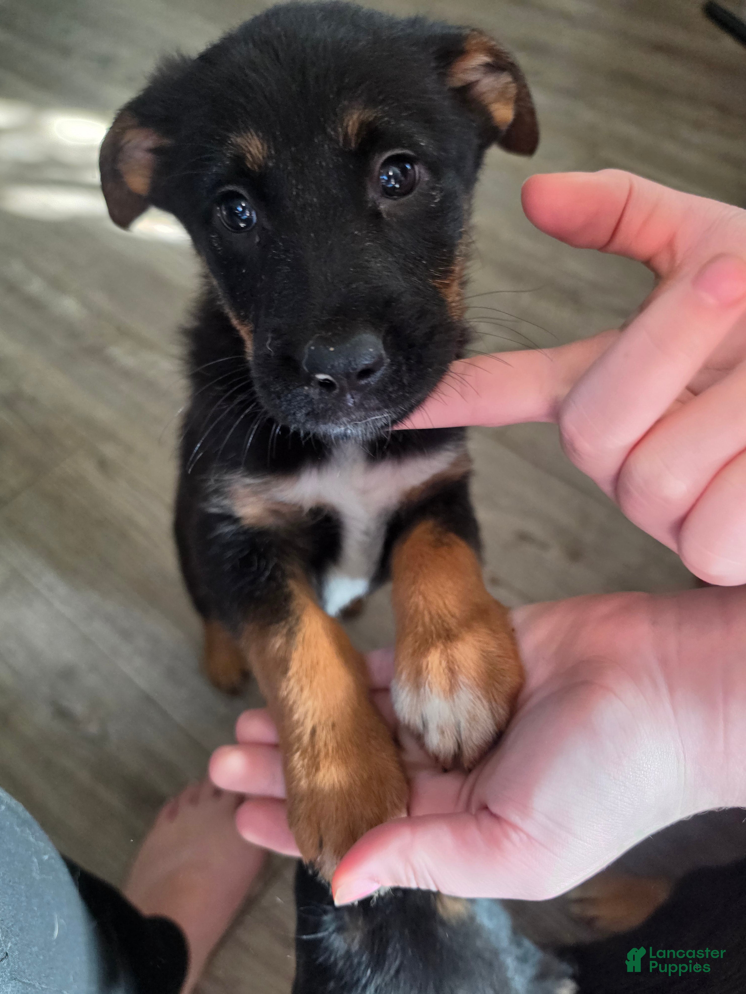 Mixed Breed dogs Mixed Breed 2 - Ad 1